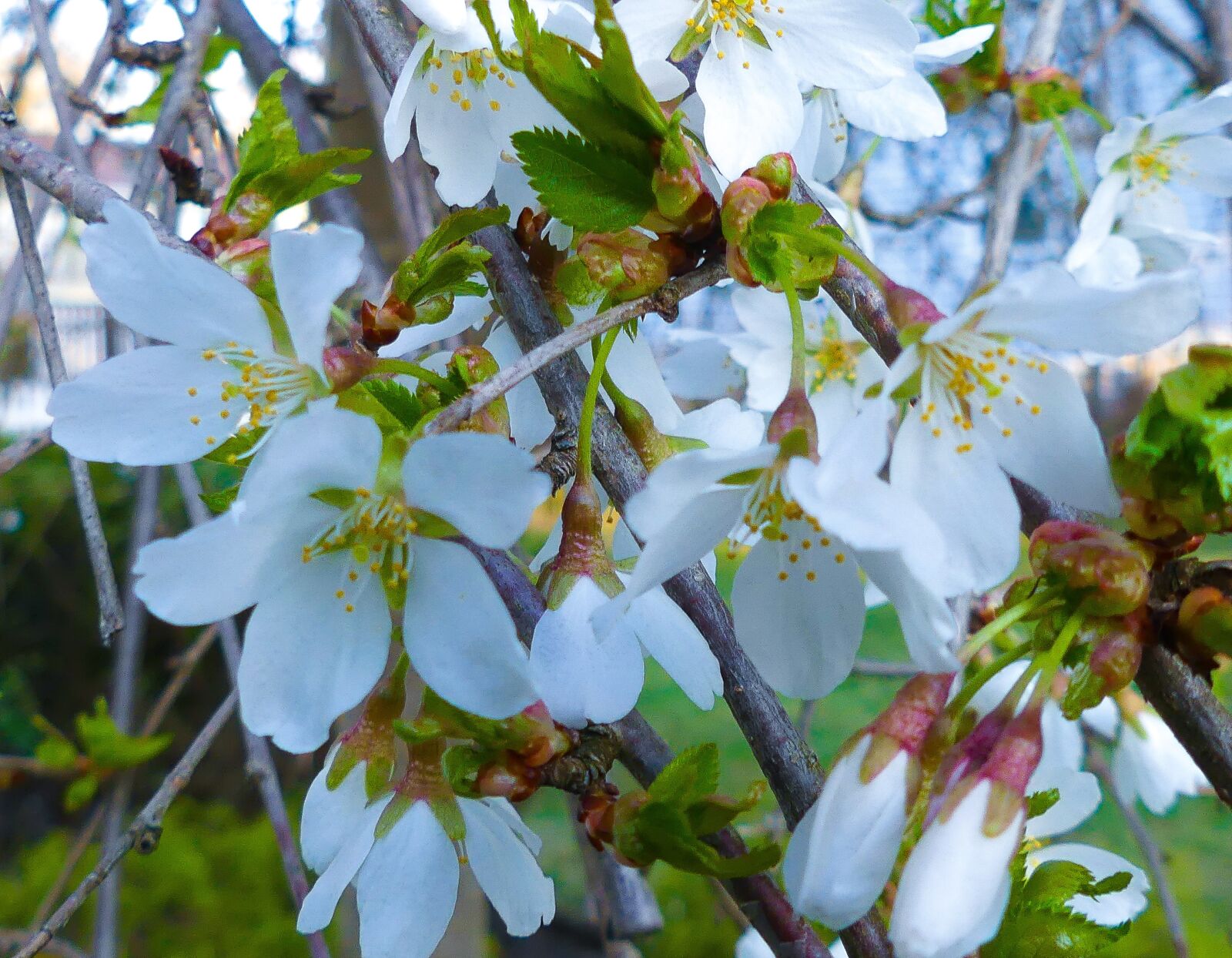 Panasonic Lumix DMC-FZ300 sample photo. Weeping cherry, weeping, cherry photography