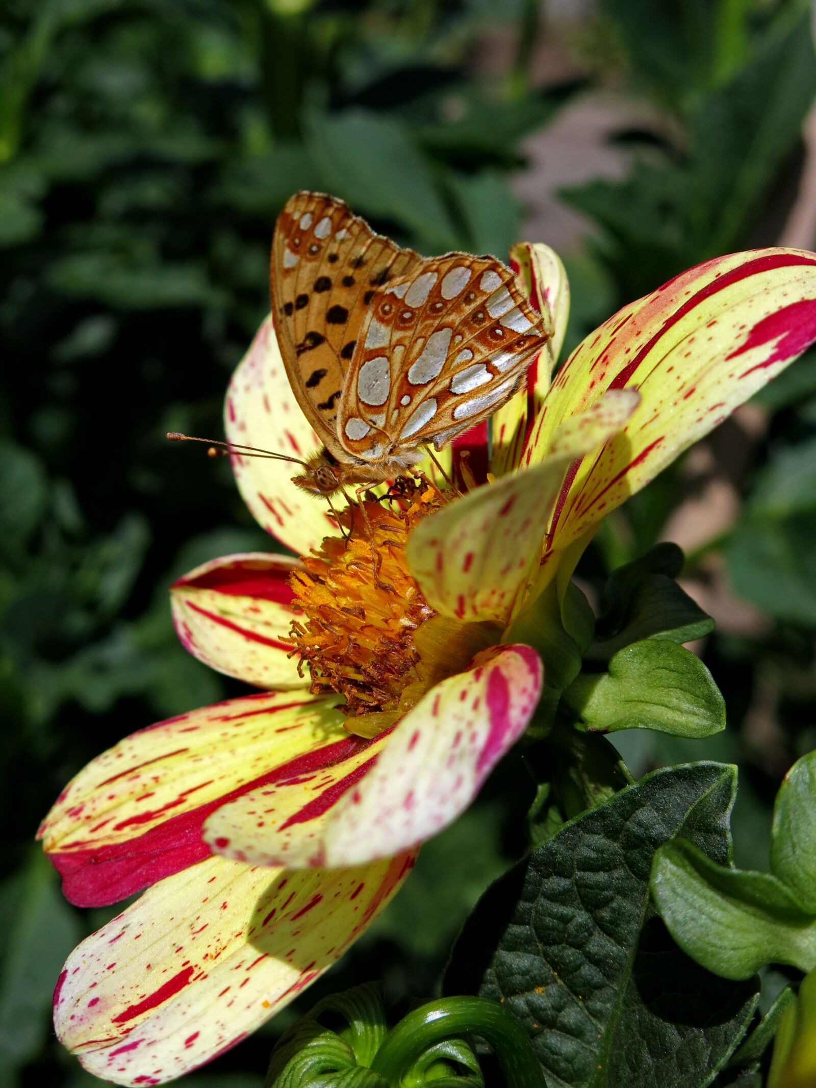 Canon PowerShot G15 sample photo. Dahlia, butterfly, strings game photography