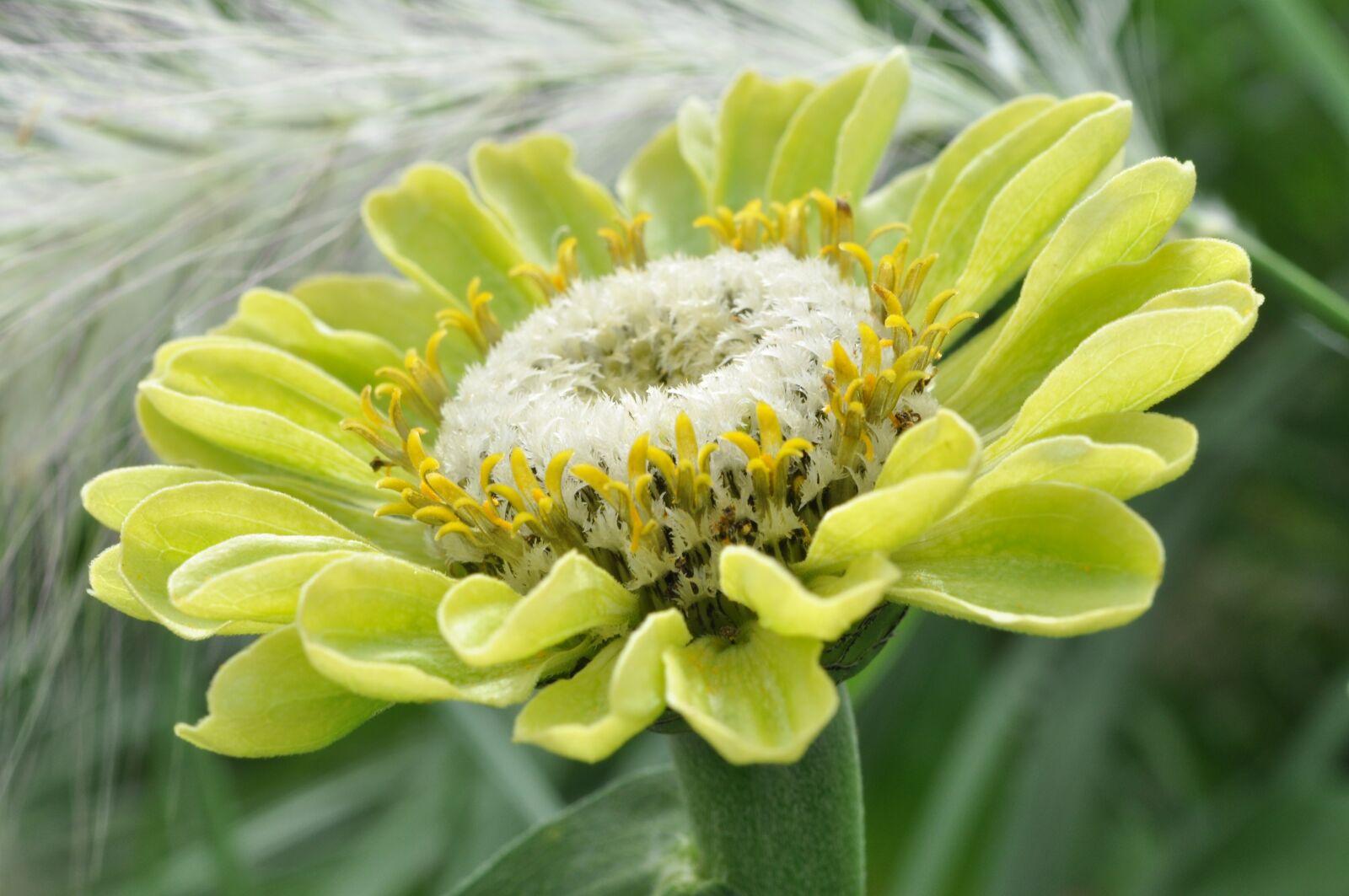 Nikon D5000 sample photo. Blossom, bloom, dahlia photography