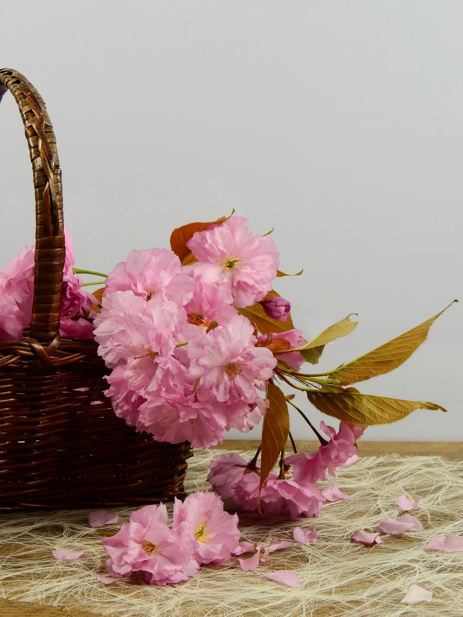 Nikon Coolpix P900 sample photo. Flowers, bloom, pink photography