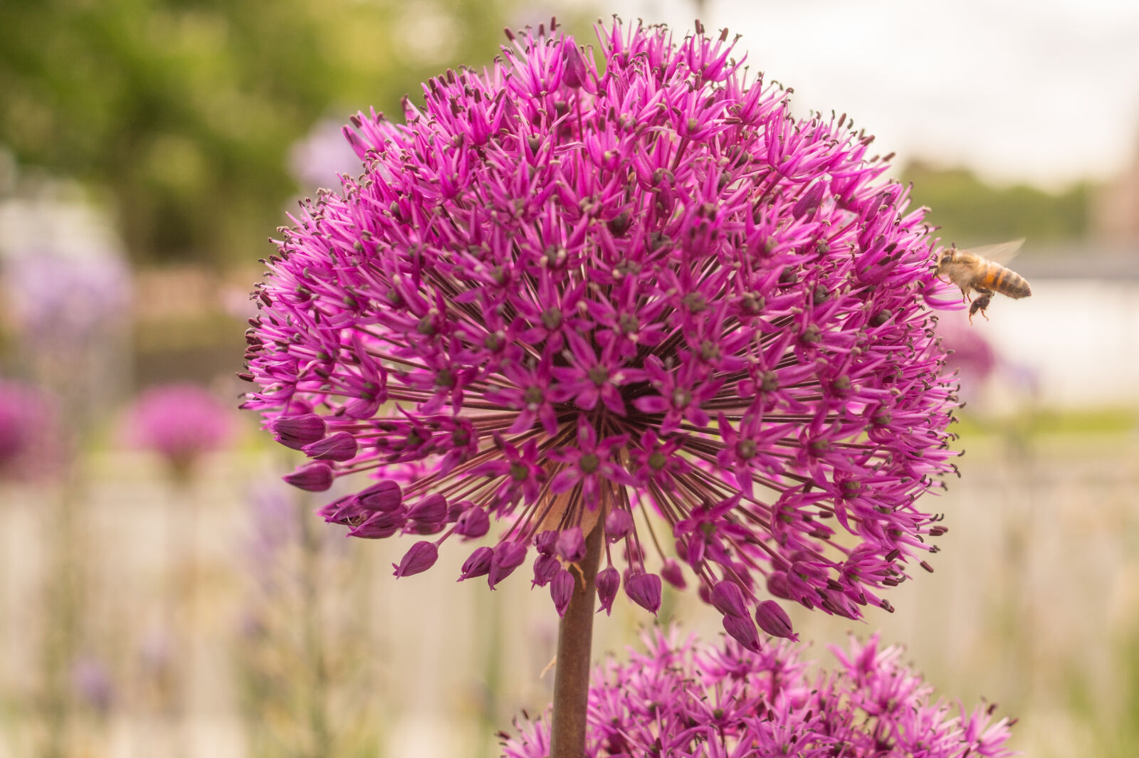 Sony DT 35mm F1.8 SAM sample photo. Bee, flower, nature, purple photography