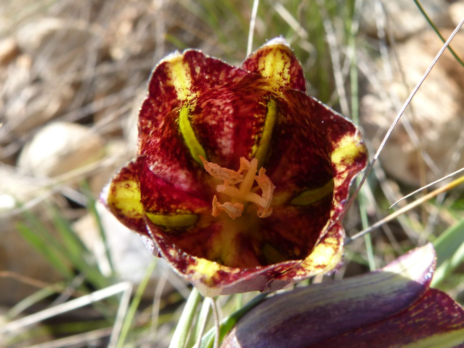 Panasonic DMC-FZ62 sample photo. Fritillaria messanensis, fritillaria, wild photography