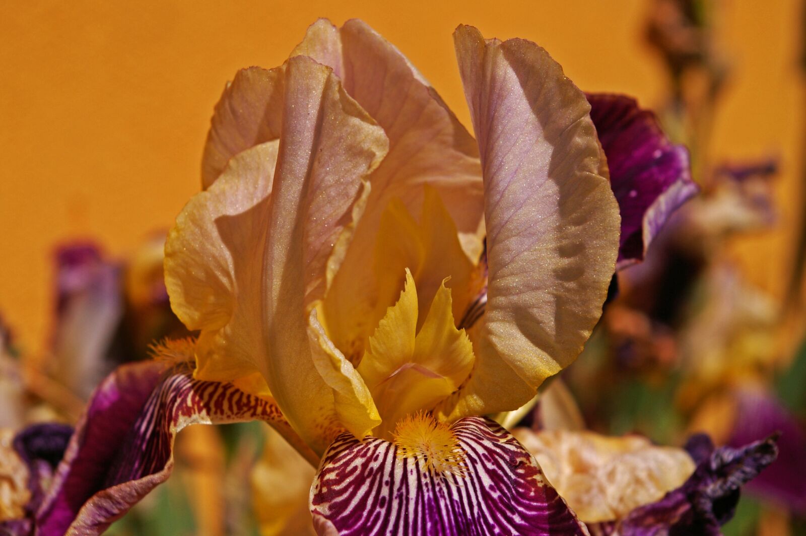 Pentax *ist DL2 sample photo. Iris, lily, flower photography