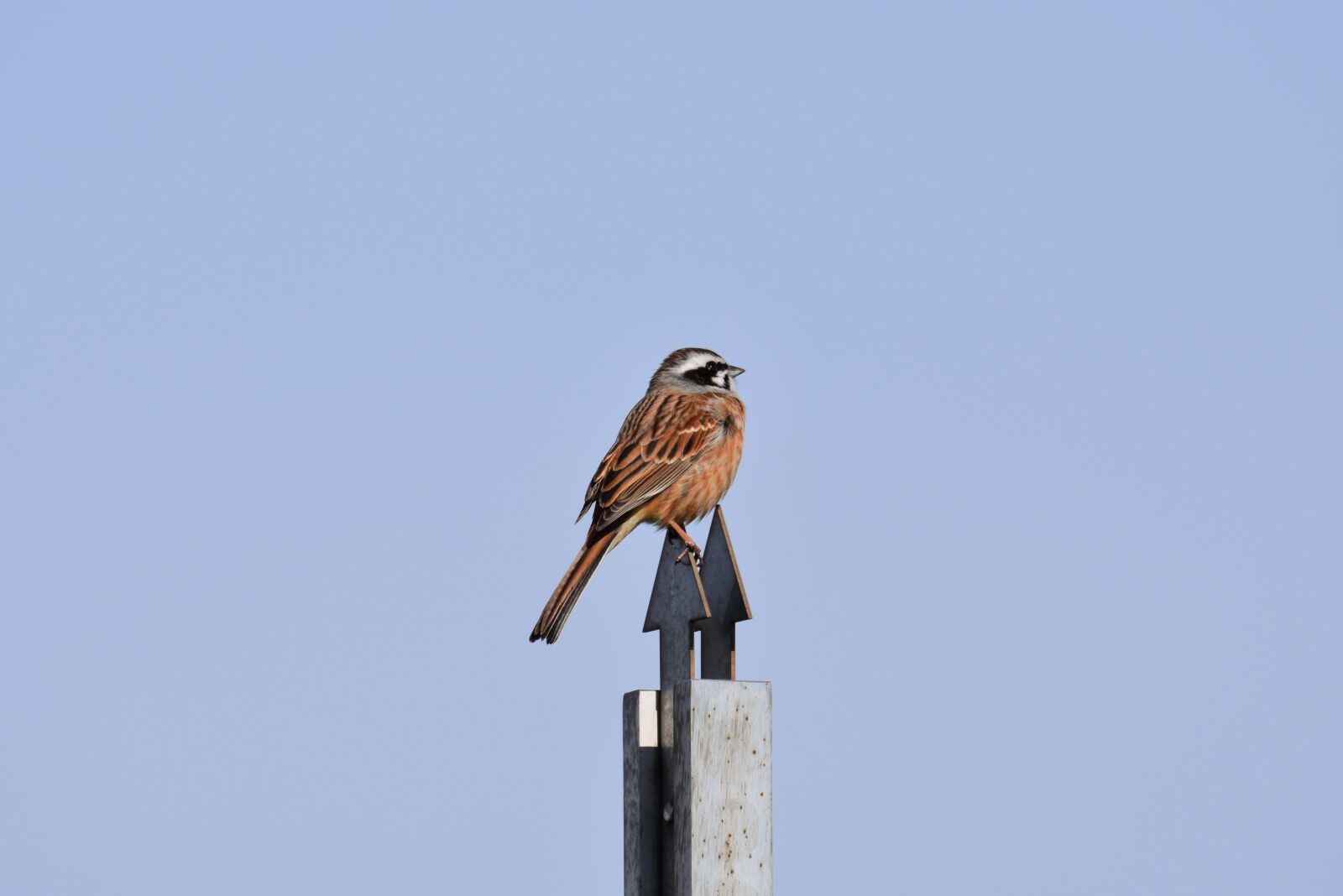Nikon D7200 sample photo. Animal, bird, wild birds photography