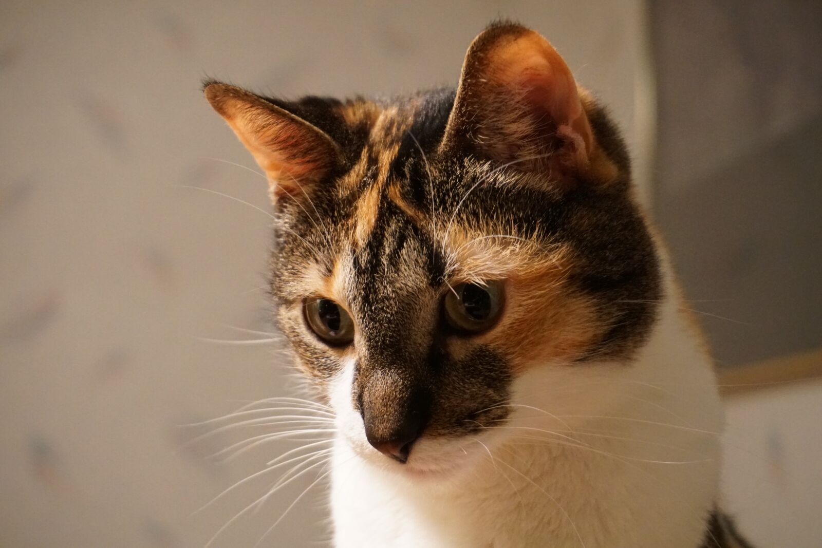 Sony a6300 sample photo. Cat, kitty, pets photography