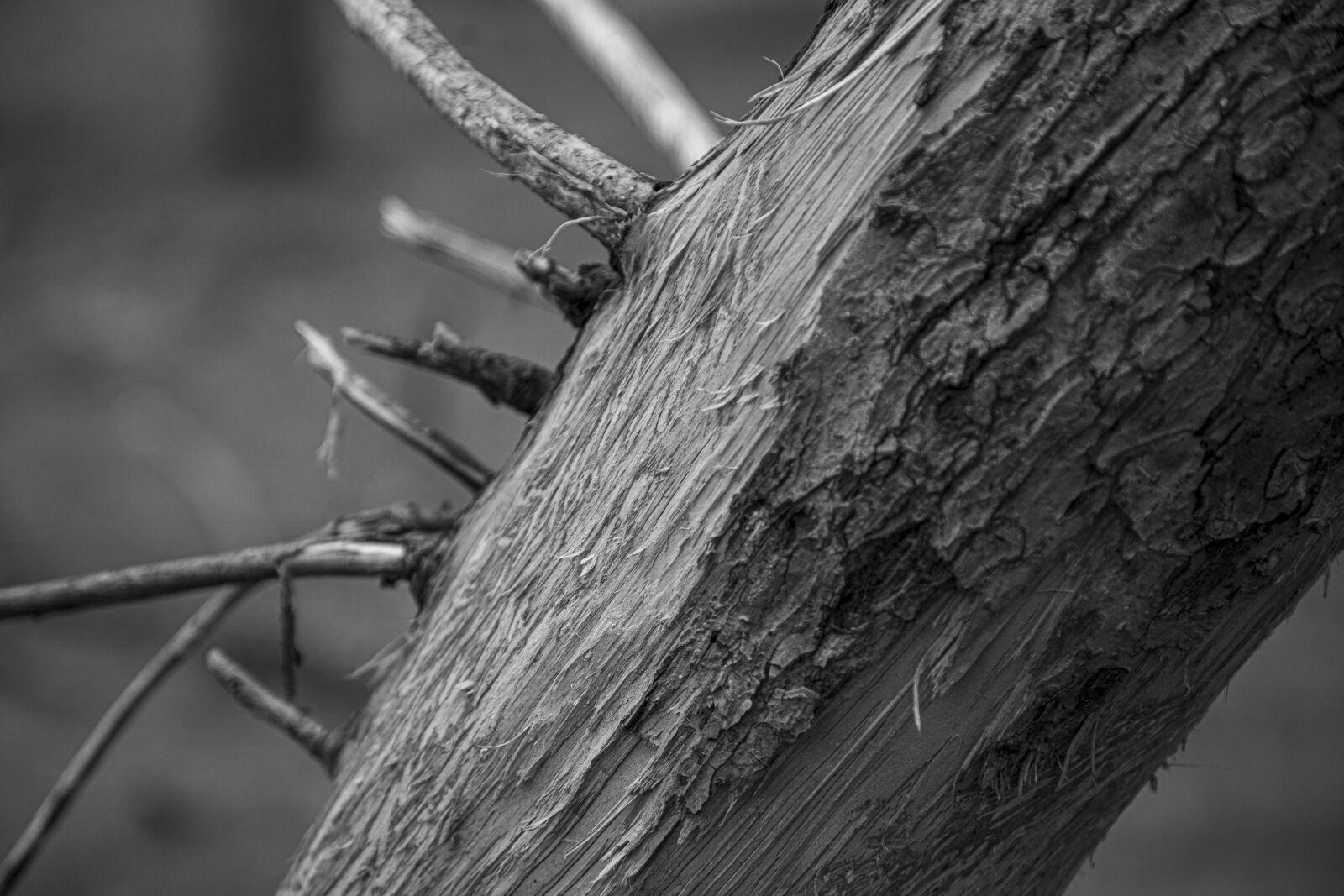 Canon EOS 5D Mark IV sample photo. Texture, tree, bark photography