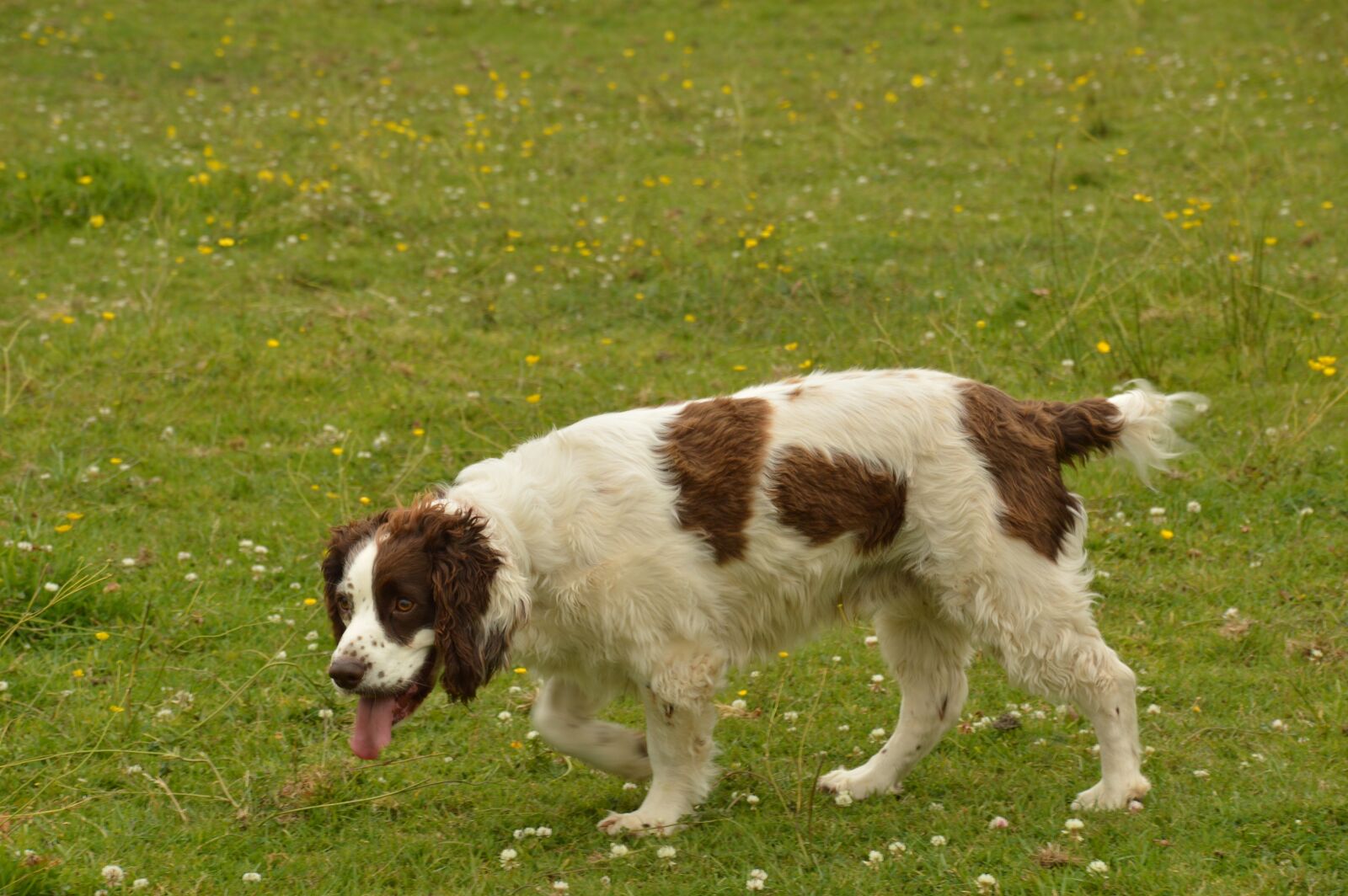 Nikon D3200 sample photo. Dog, england, pet photography
