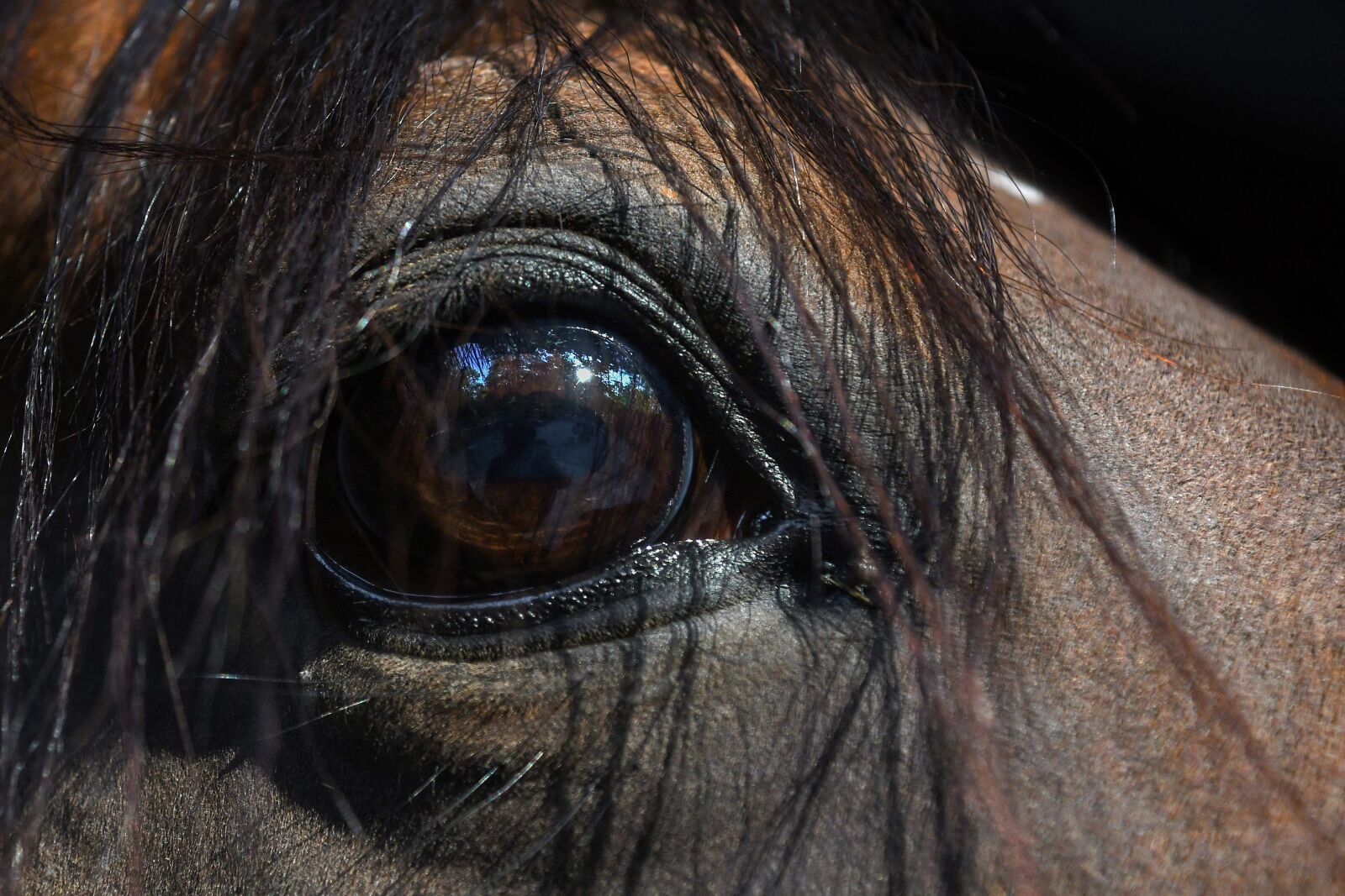Nikon D500 sample photo. Horse, eye, close up photography