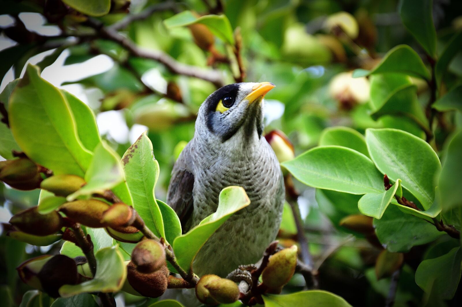 Nikon D90 sample photo. Bird, toowoomba, queensland photography