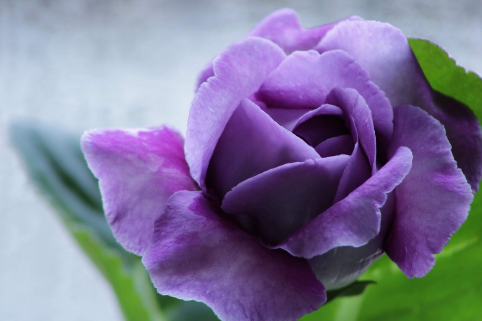 Canon EOS 2000D (EOS Rebel T7 / EOS Kiss X90 / EOS 1500D) sample photo. Gloxinia, purple, violet photography