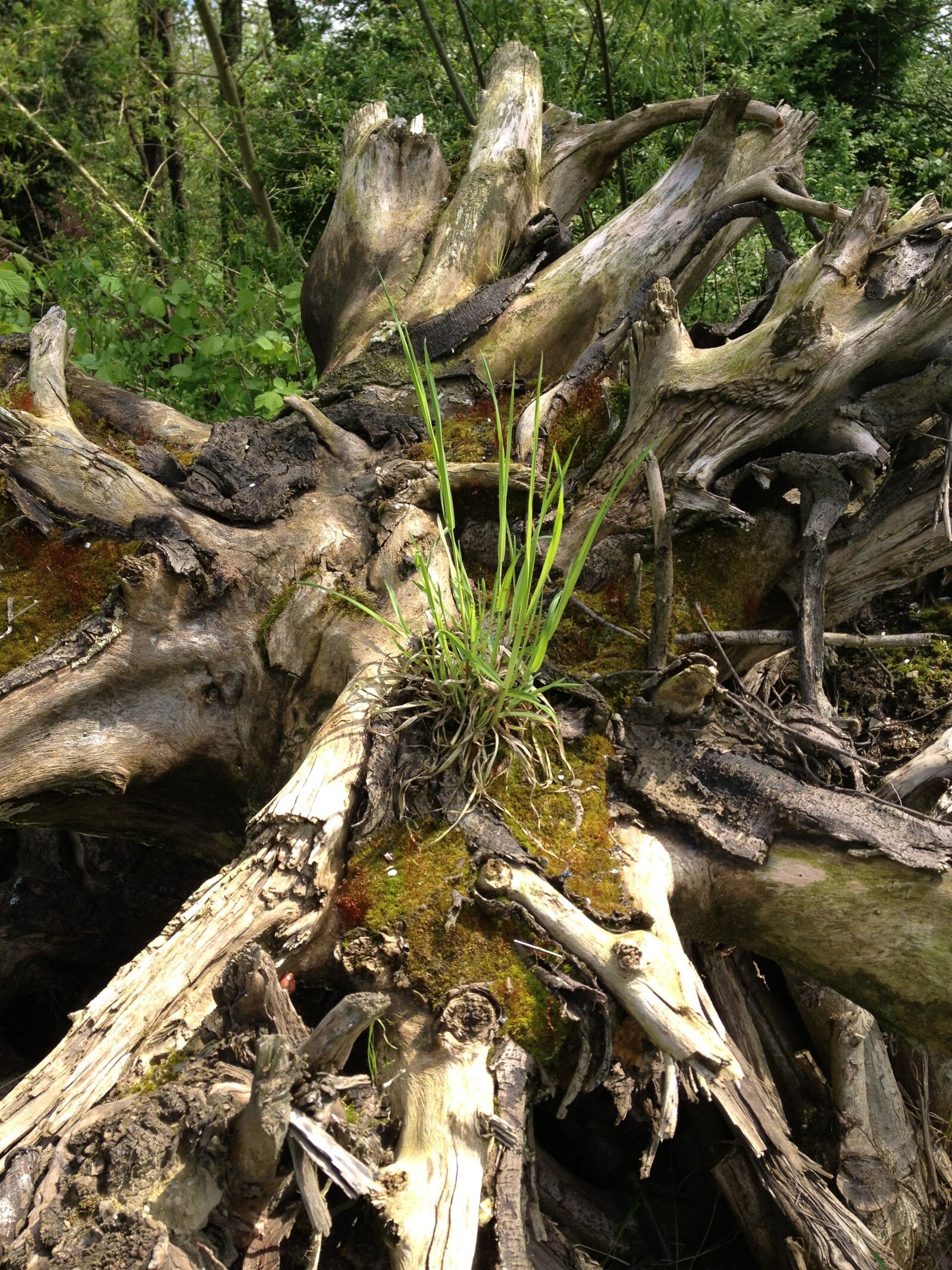 Apple iPhone 4S sample photo. Root, forest, nature photography