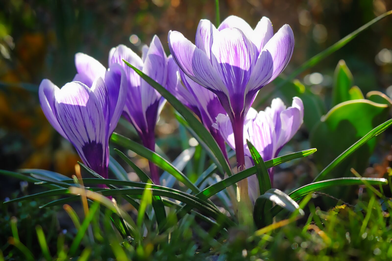 Panasonic Lumix DMC-GX8 sample photo. Nature, flower, plant photography