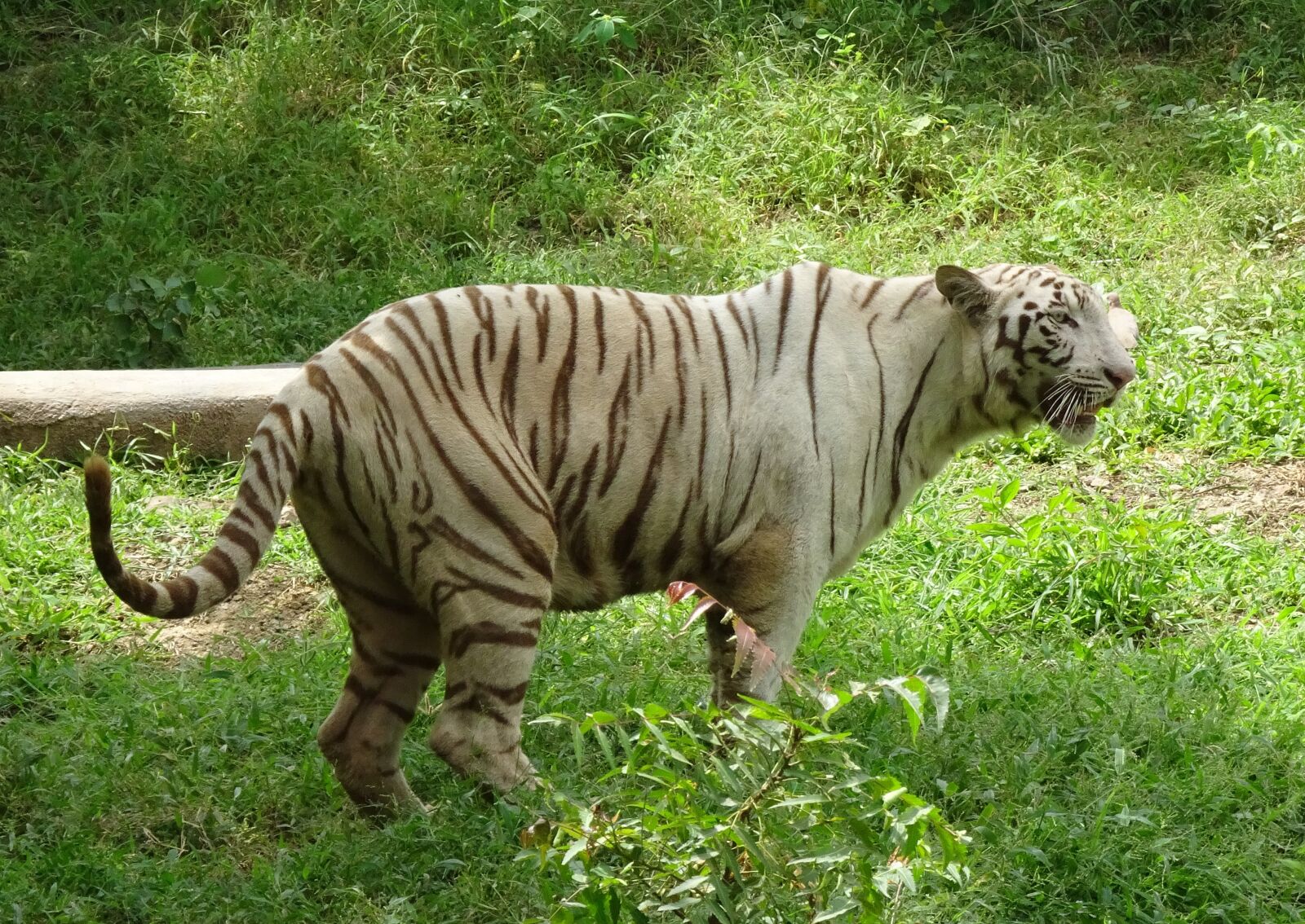 Sony Cyber-shot DSC-HX90V sample photo. Tiger, white tiger, cat photography