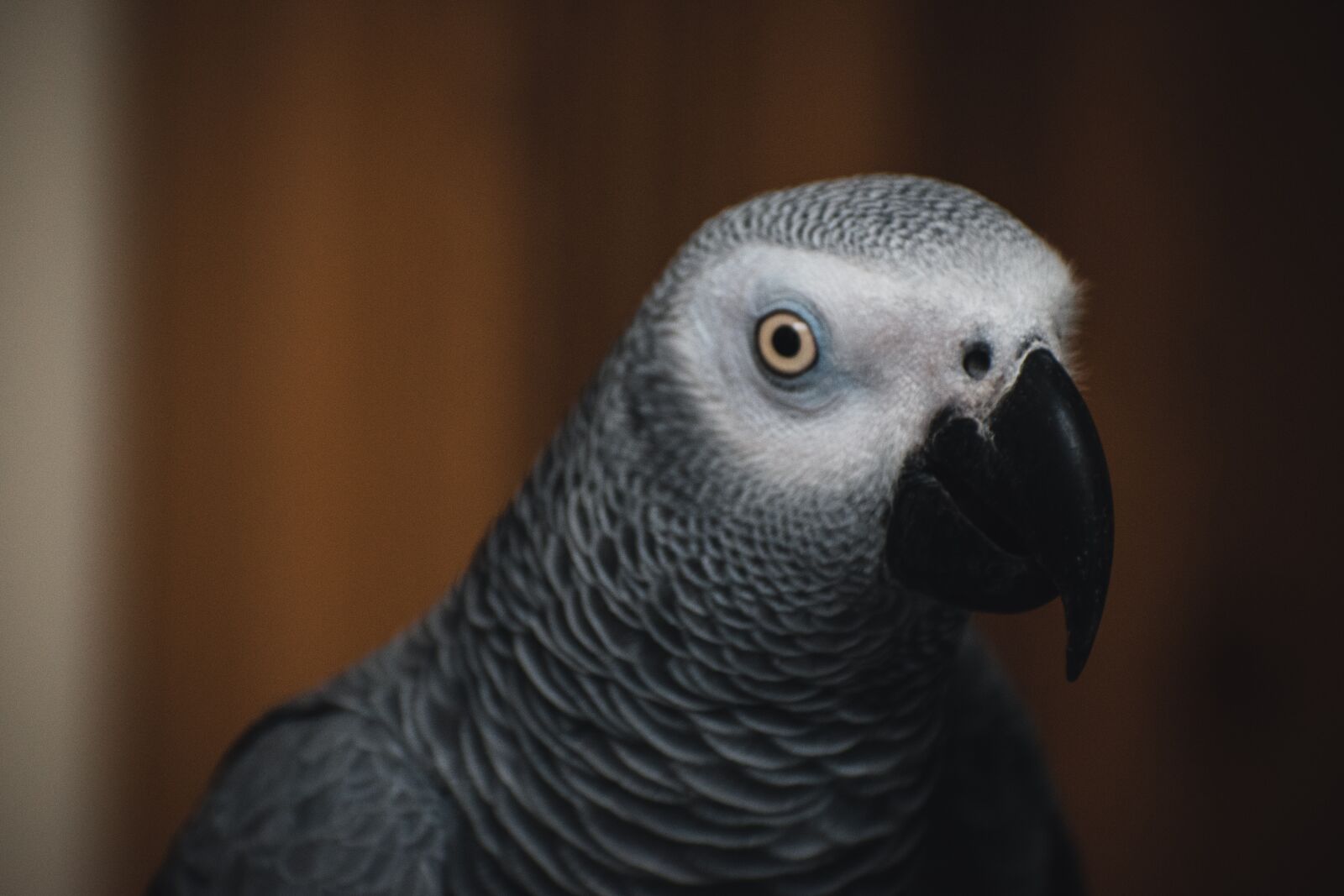 Nikon D3500 sample photo. African grey, parrots, parrots photography