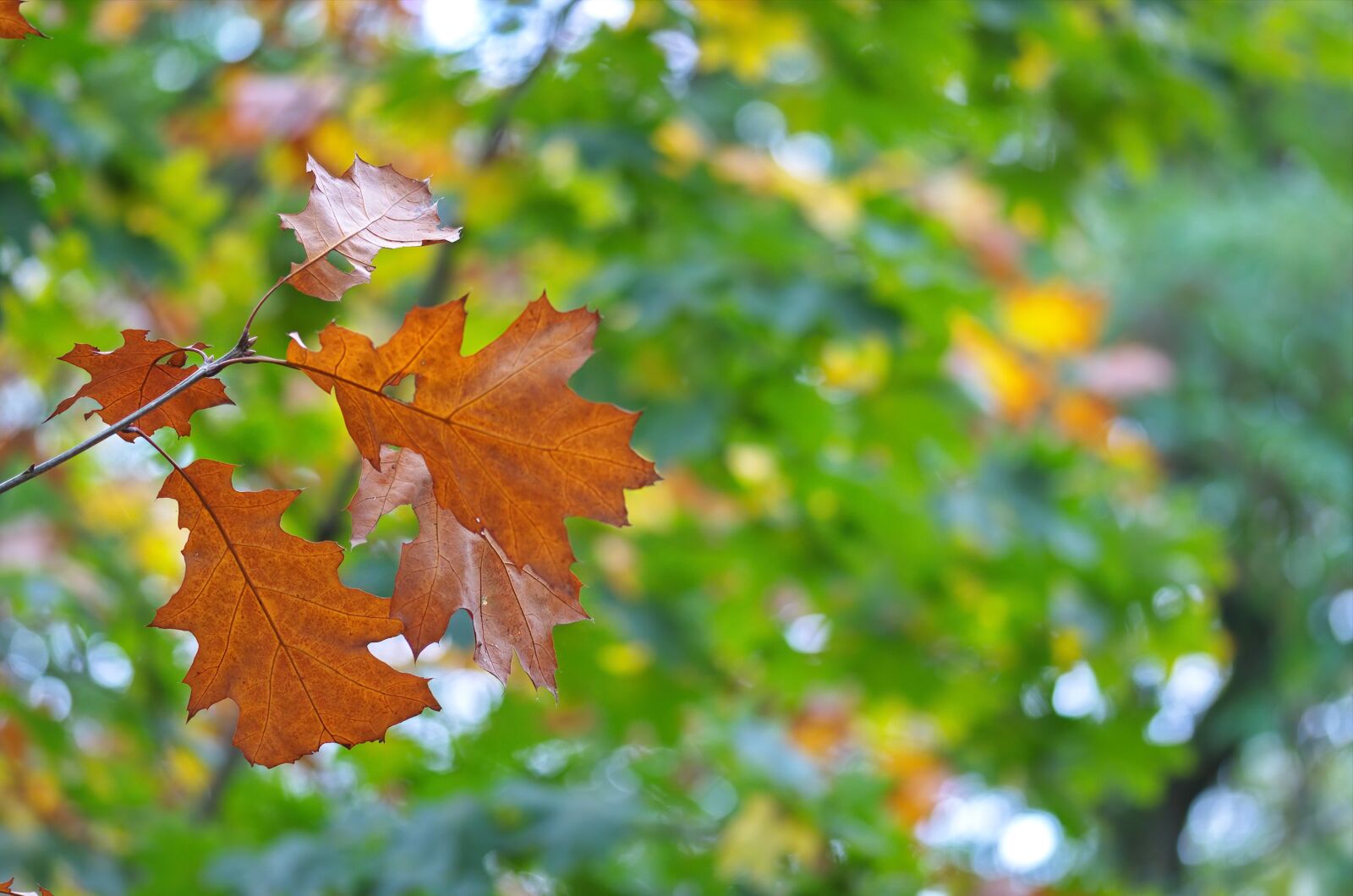 Nikon D5100 sample photo. Leaves, rust, autumn photography