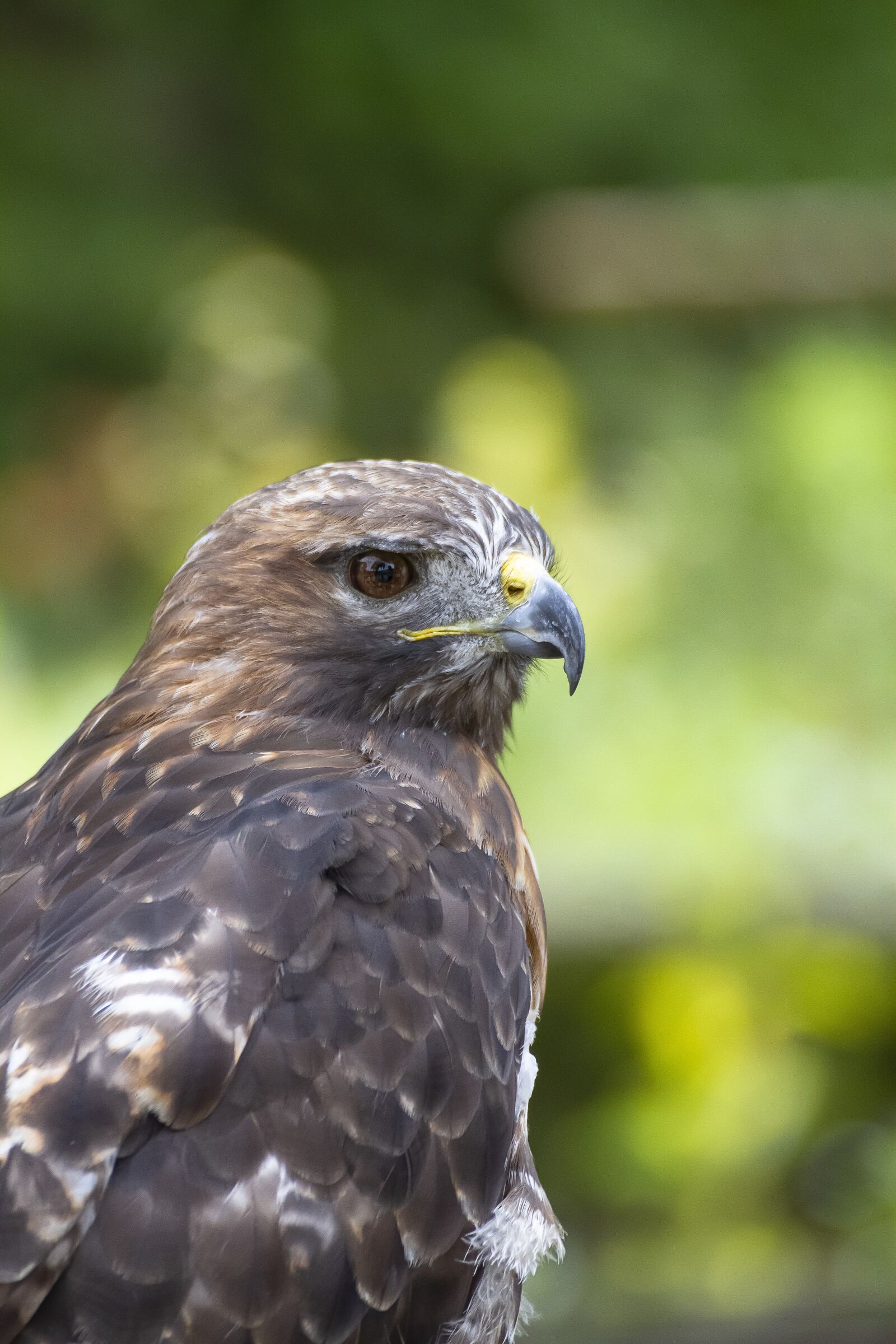 Canon EOS 7D sample photo. Hawk, bird, nature photography