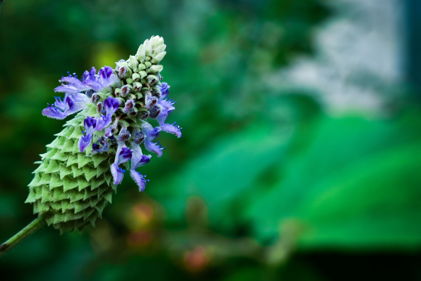 Nikon D3500 sample photo. Garden, background, blue photography