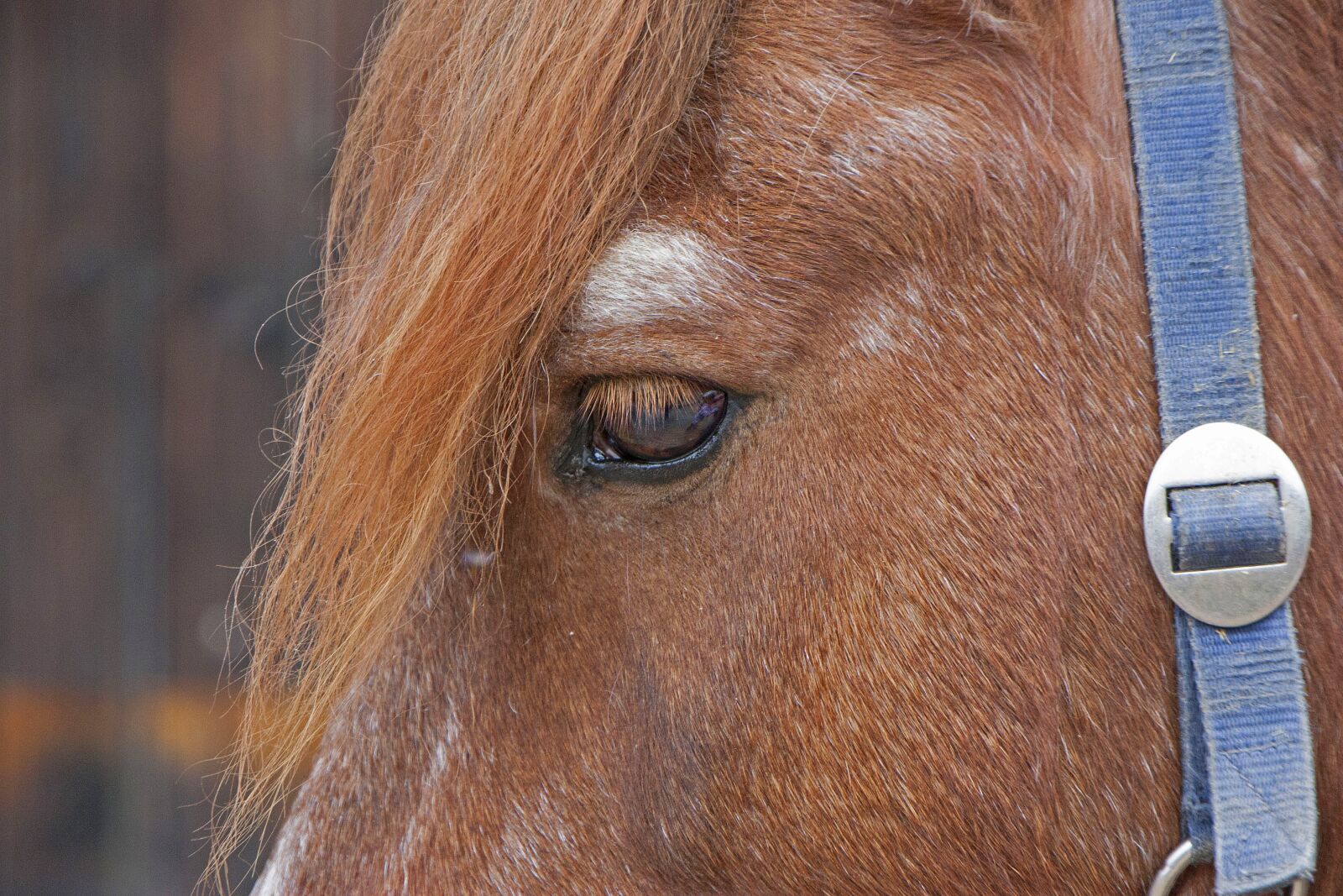 Canon EOS 450D (EOS Rebel XSi / EOS Kiss X2) sample photo. Horse, horse head, eye photography
