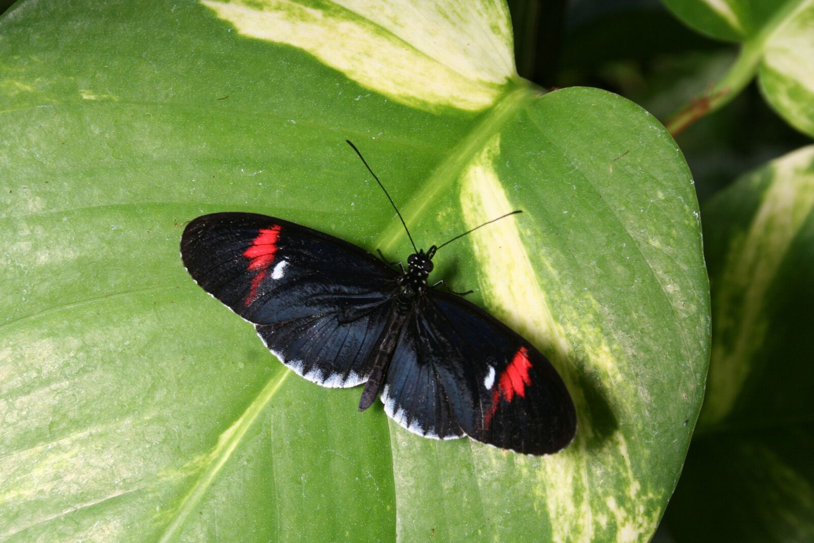 Canon EOS 350D (EOS Digital Rebel XT / EOS Kiss Digital N) sample photo. Butterfly, bug, insect photography