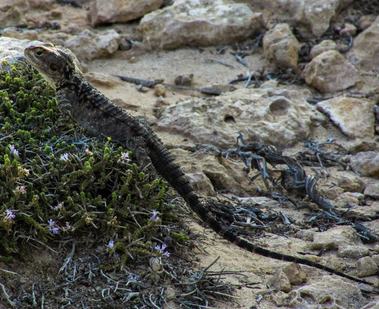 Canon PowerShot SX400 IS sample photo. Cyprus, lizard, kurkutas photography
