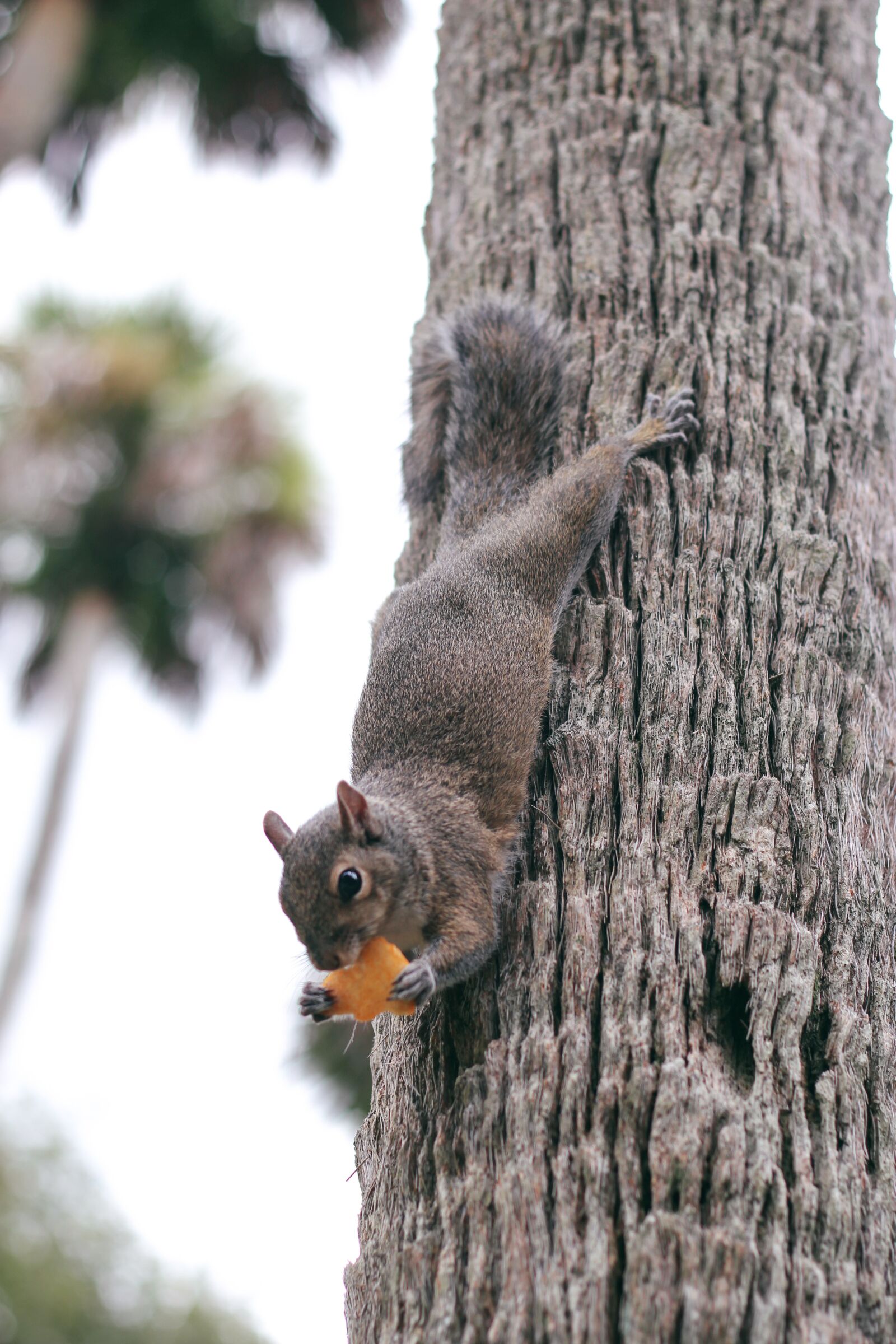 Canon EOS 60D sample photo. Squirrel, palm, cute photography