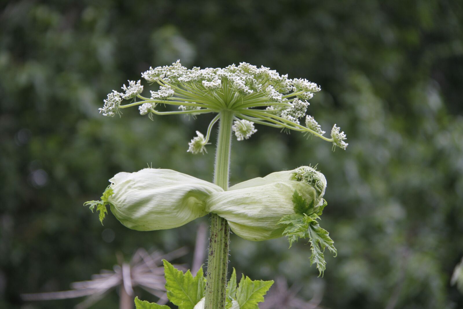 Canon EOS 7D sample photo. Natural, bearclaw, green photography
