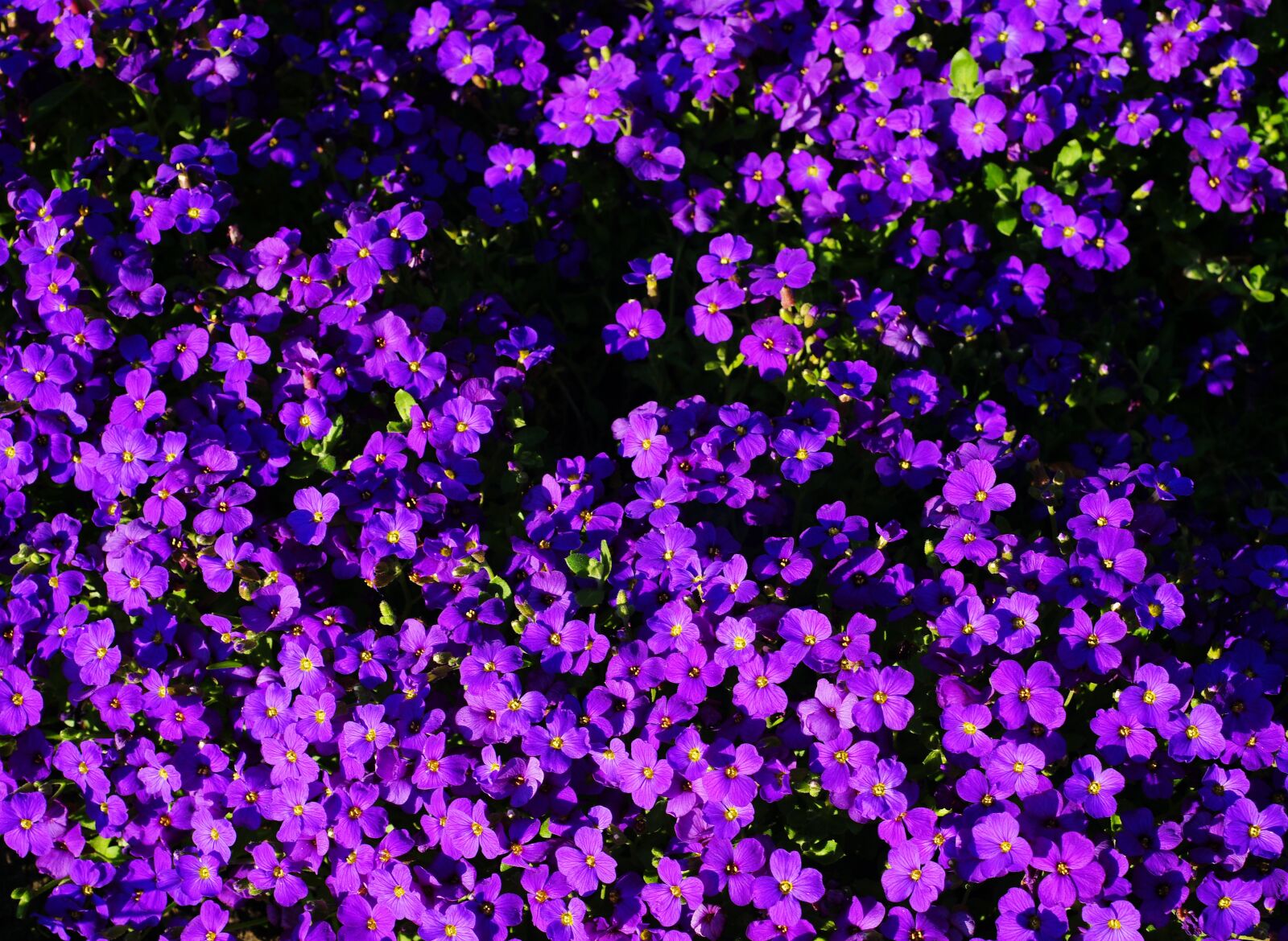 Sony Alpha DSLR-A900 sample photo. Flowers, bloom, purple photography