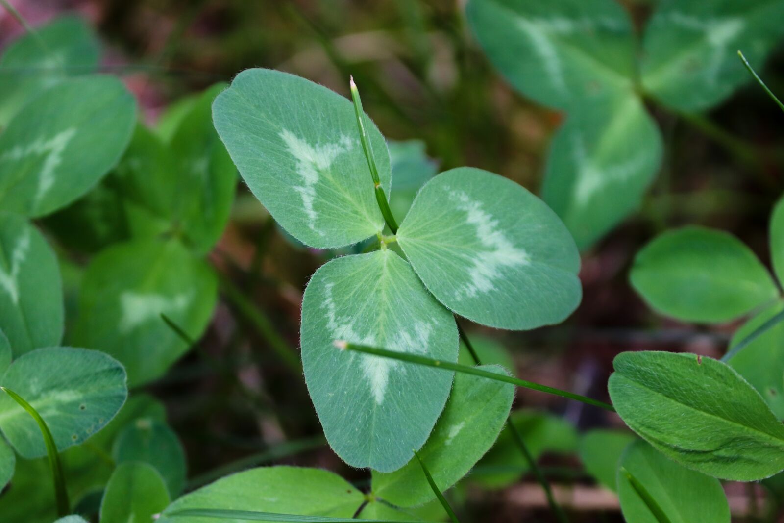 Canon EOS 200D (EOS Rebel SL2 / EOS Kiss X9) sample photo. Klee, four leaf clover photography