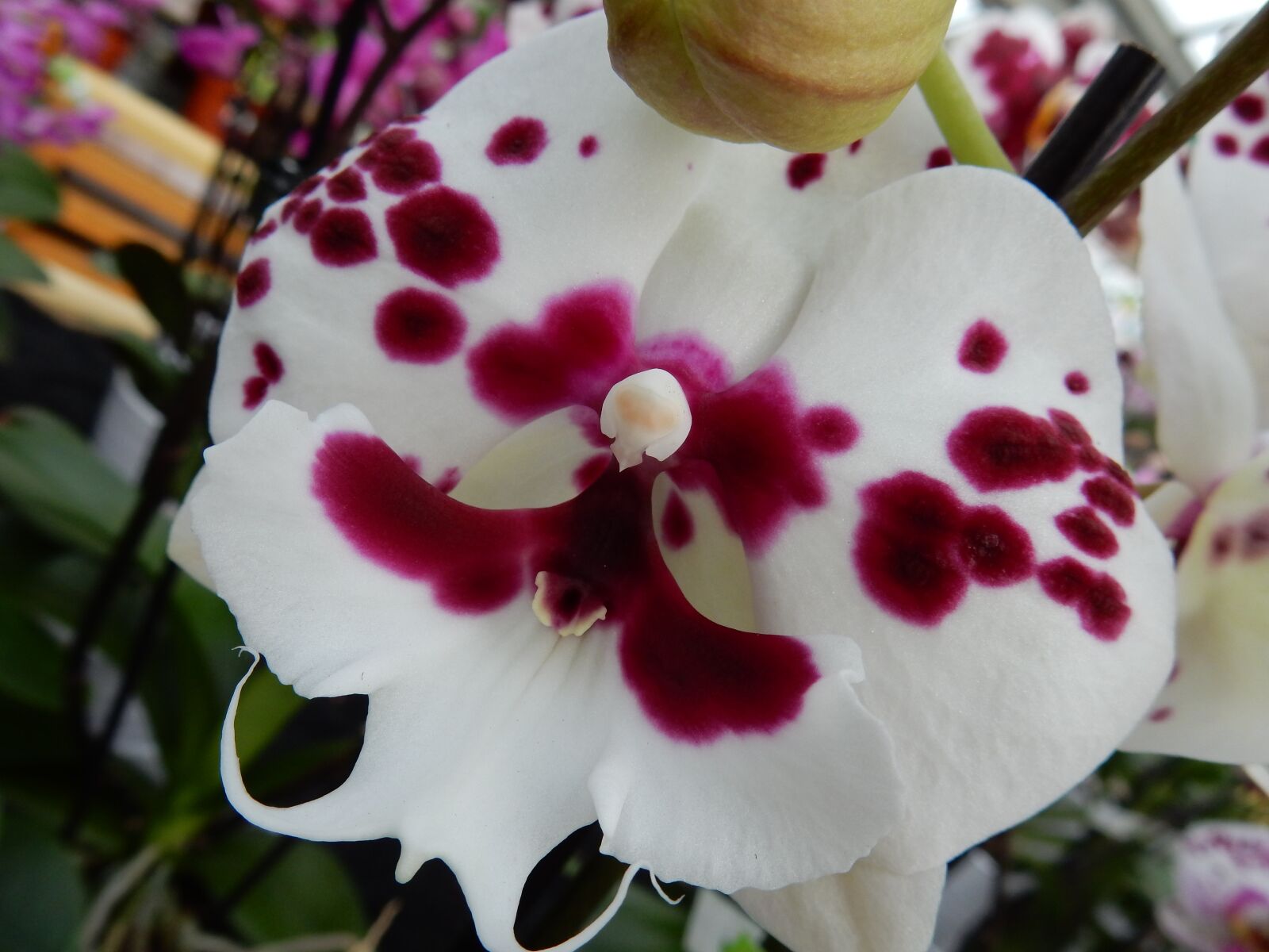 Nikon Coolpix S9900 sample photo. Orchid, white, phalaenopsis photography