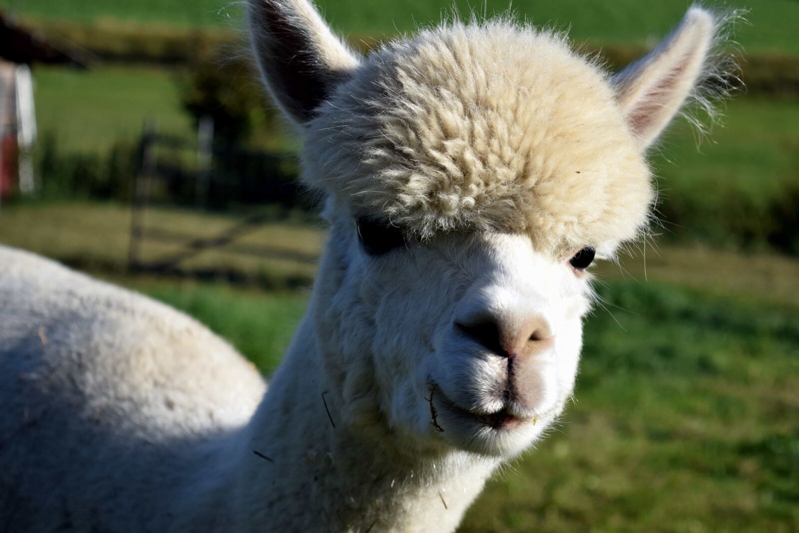 Nikon D3300 sample photo. Head, fur, lama, animal photography