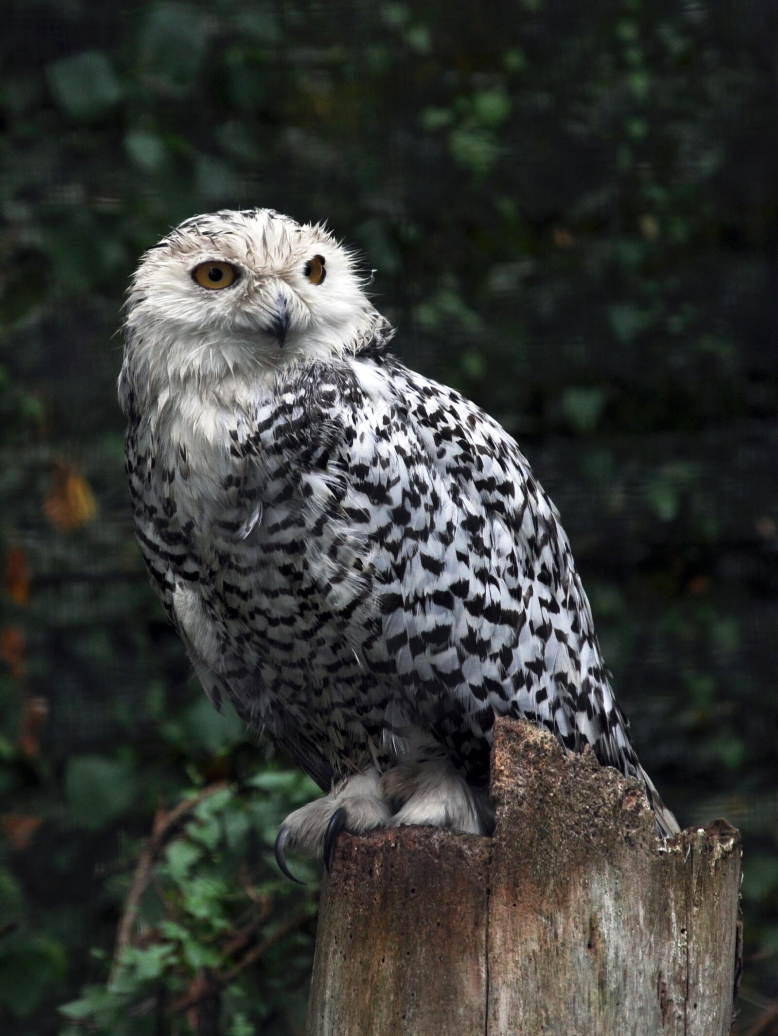Nikon D90 sample photo. Bird, pharaoh eagle owl photography