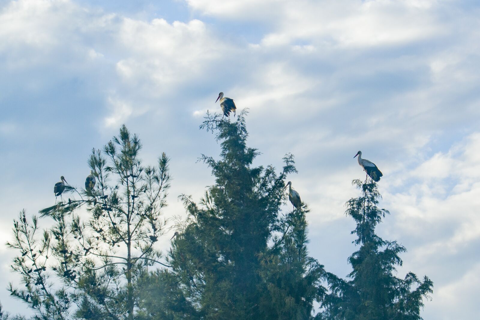Nikon D3300 sample photo. Pine tree, storks, sky photography