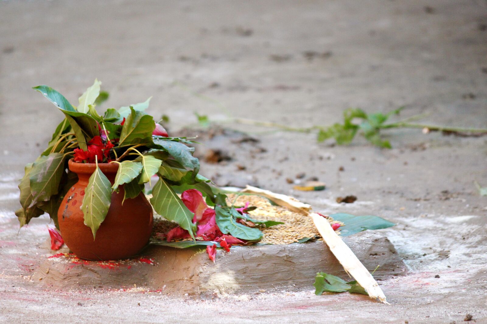 Canon EOS 700D (EOS Rebel T5i / EOS Kiss X7i) sample photo. Nature, leaf, summer photography