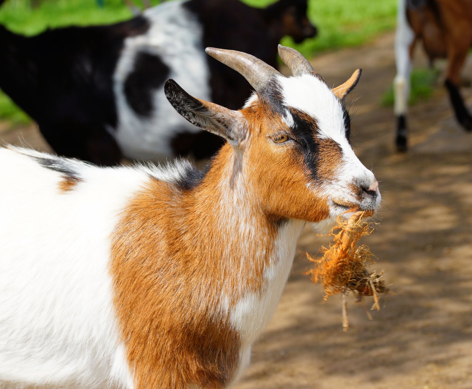 Sony a99 II + 105mm F2.8 sample photo. Goat, chew, horns photography