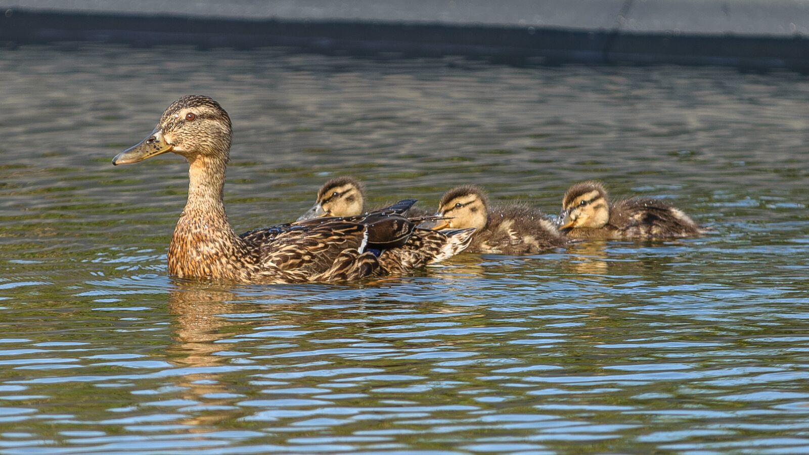 Nikon D5300 sample photo. Ducks, chicken, duck photography