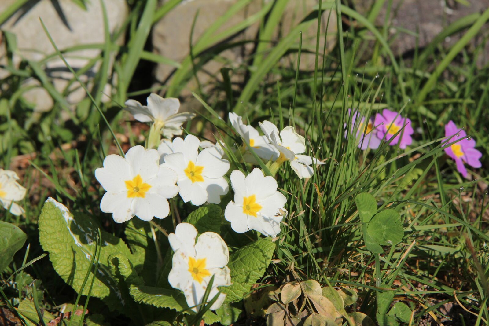 Canon EOS 600D (Rebel EOS T3i / EOS Kiss X5) sample photo. Nature, primroses, flowers photography