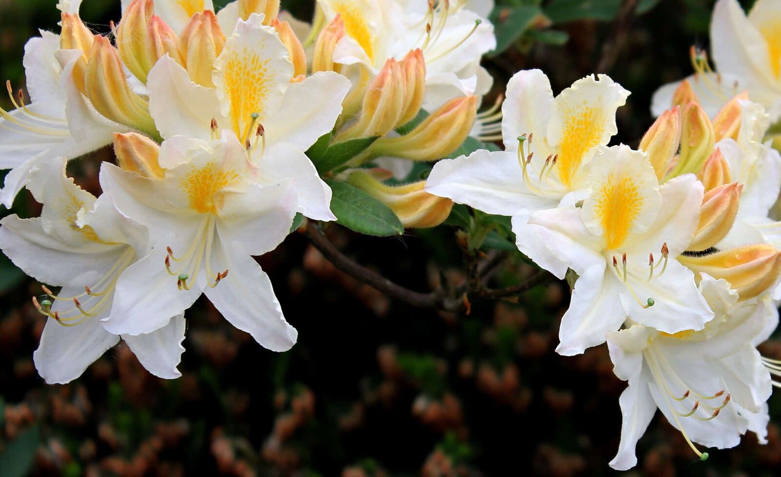 Canon EOS 550D (EOS Rebel T2i / EOS Kiss X4) sample photo. Petal, garden, flower, leaf photography