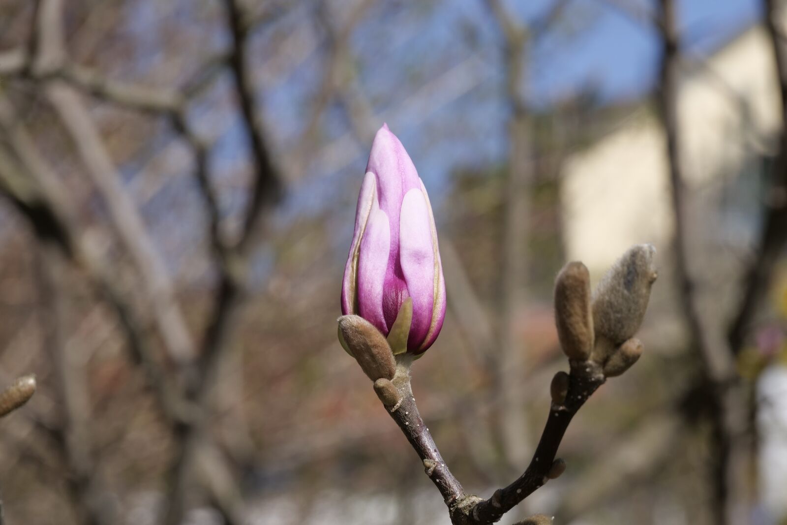 Panasonic Lumix DC-G9 sample photo. Nature, tree, yulan magnolia photography