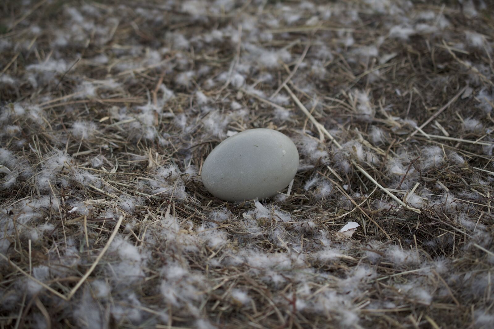 Nikon D5300 sample photo. Swan's egg, swan, nest photography
