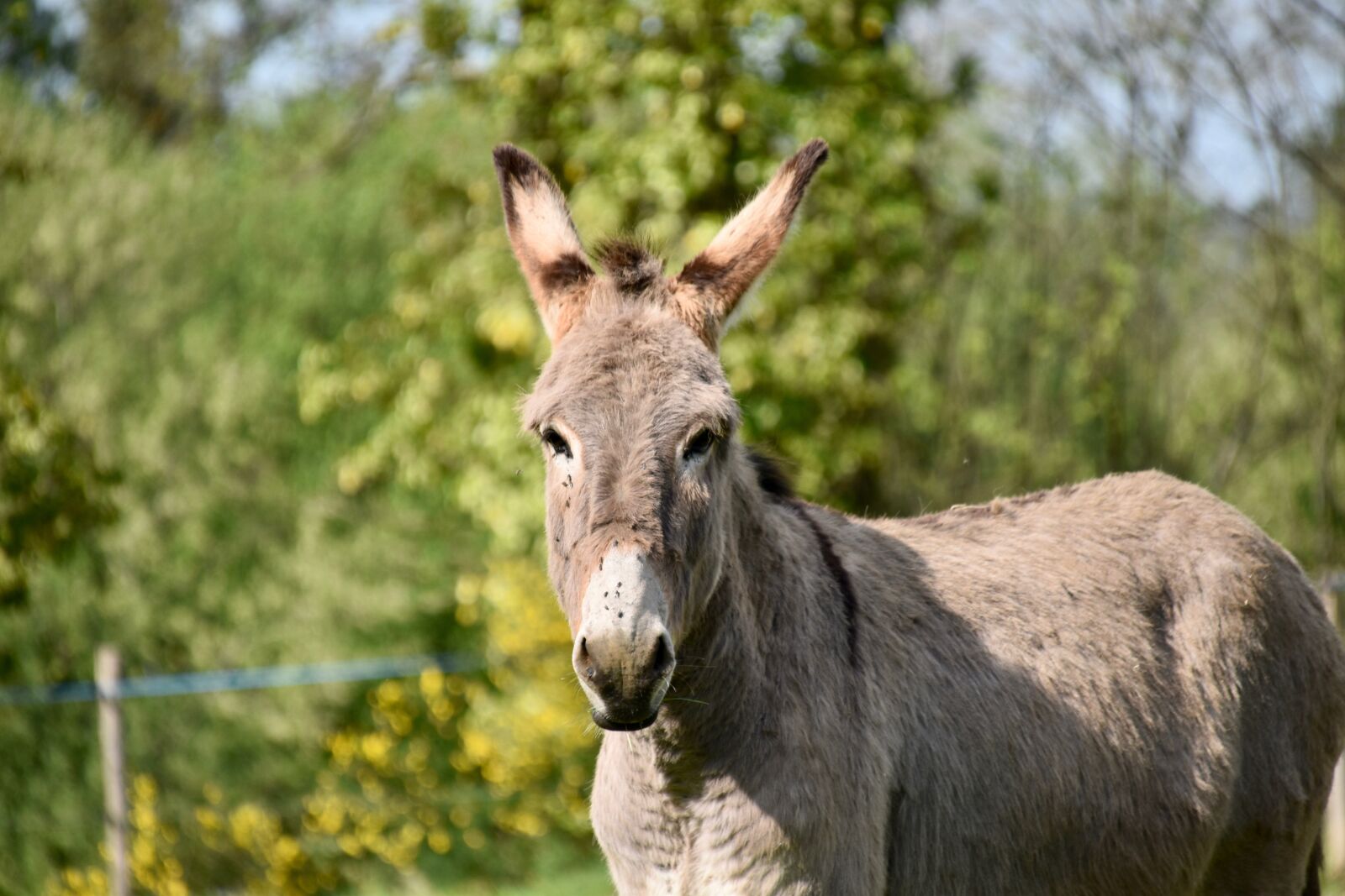 Nikon D5600 sample photo. Donkey, equine, herbivore photography