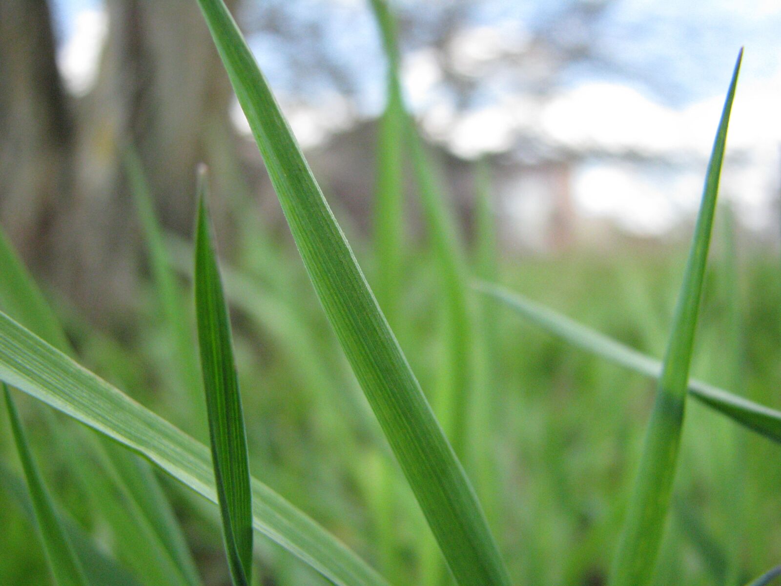 Canon POWERSHOT S5 IS sample photo. Grass, plant, summer photography