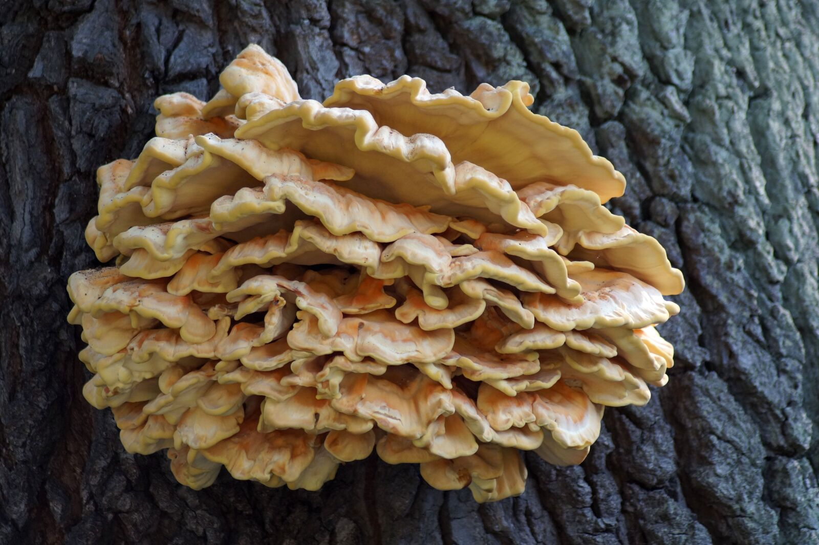 Sony SLT-A58 sample photo. Tree fungus, mushroom, tree photography