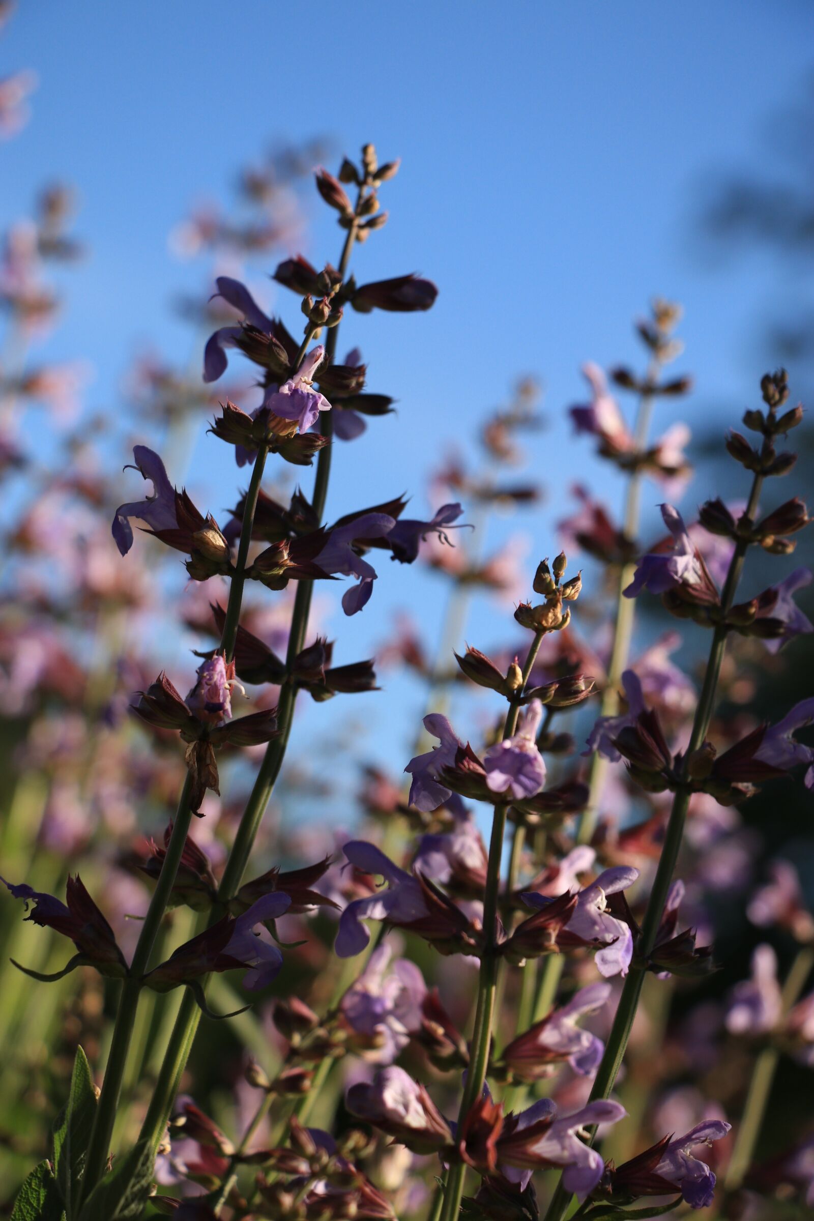 Canon EF-S 18-135mm F3.5-5.6 IS USM sample photo. Herbs, wild flower, pink photography