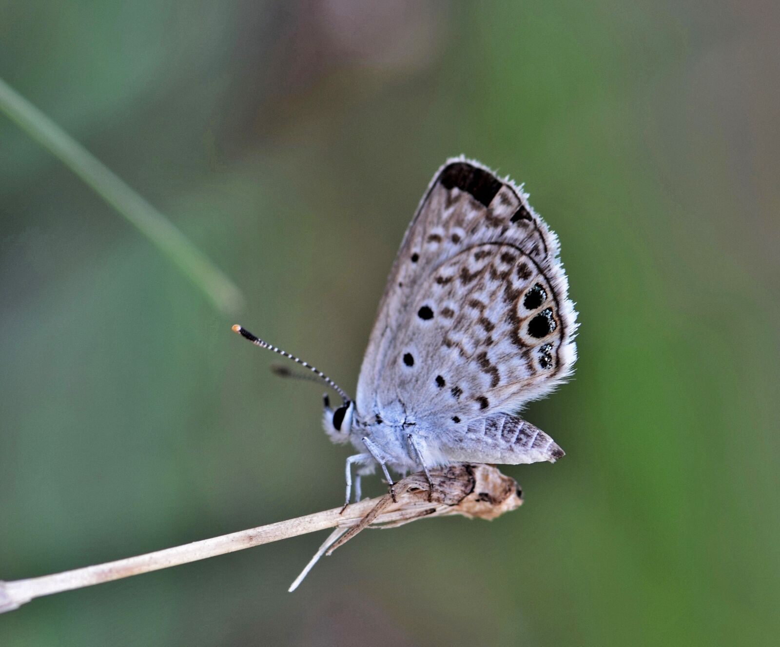 Nikon D5300 sample photo. Butterfly, ceraunus blue, insect photography