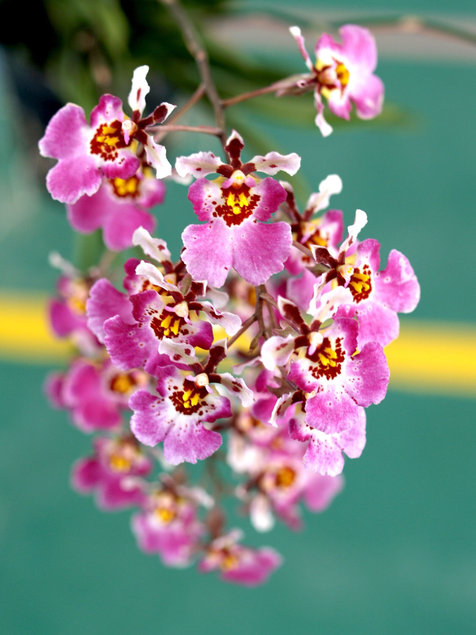 Olympus E-300 (EVOLT E-300) sample photo. Orchid, flower, bright photography