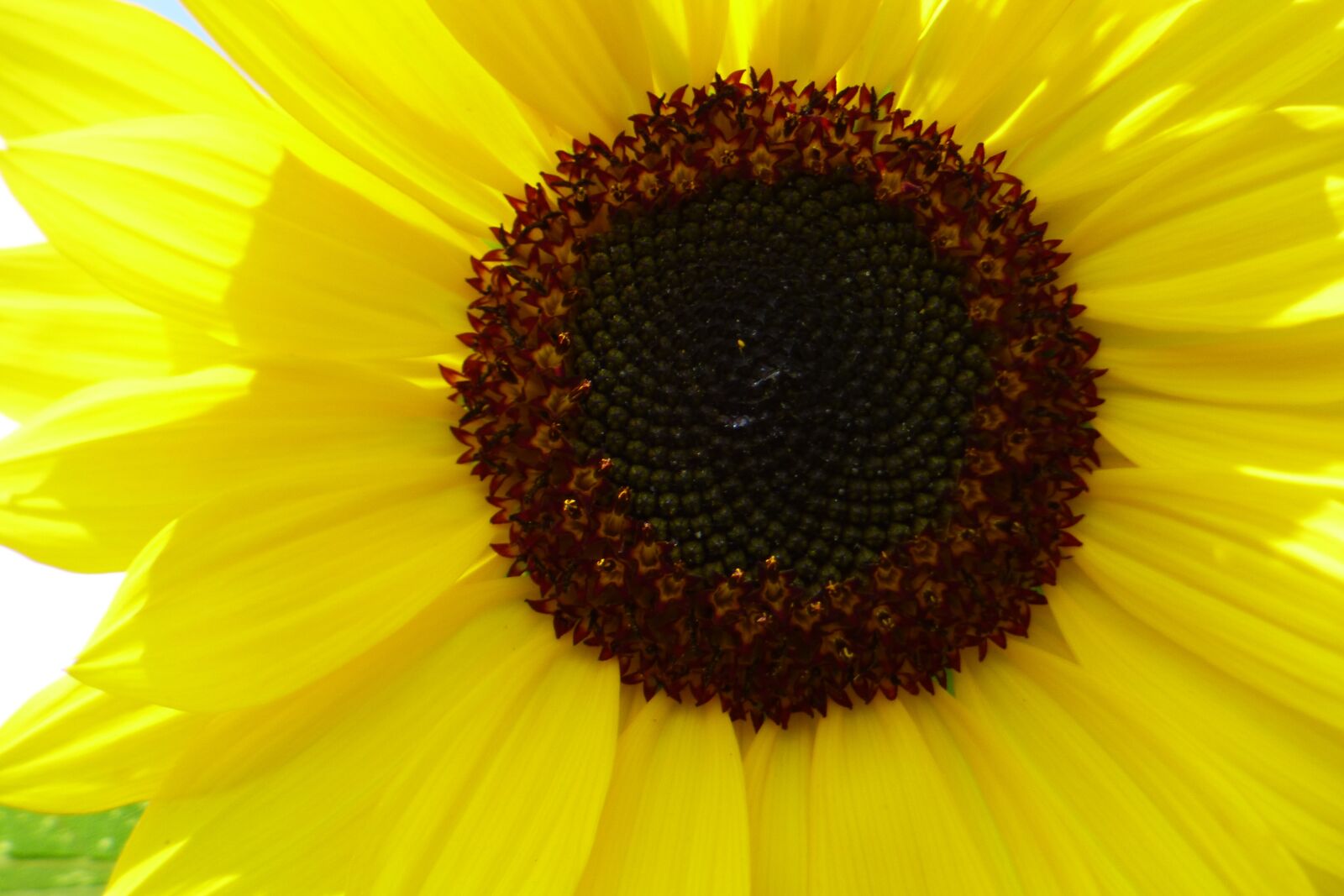 Panasonic DMC-FZ72 sample photo. Sunflower, yellow, flower photography