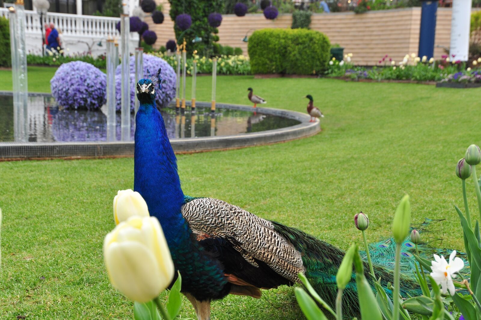 Nikon D90 sample photo. Bird, peacock, feather photography