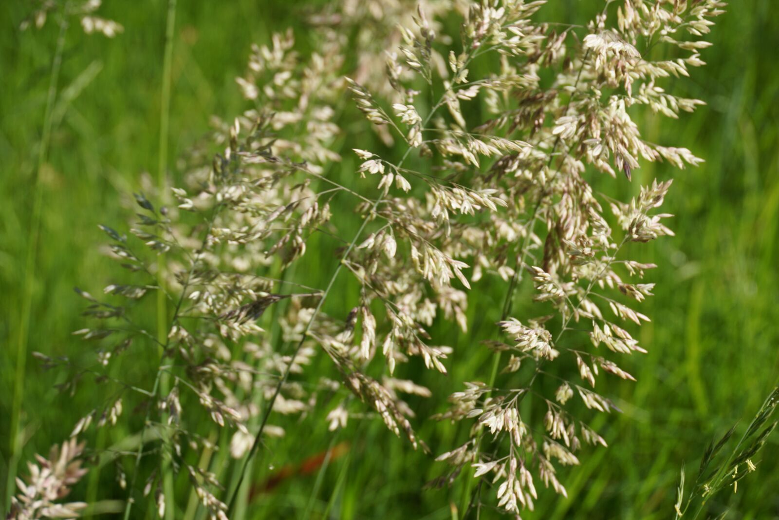 Sony a6000 sample photo. Grass, flowers, nature photography