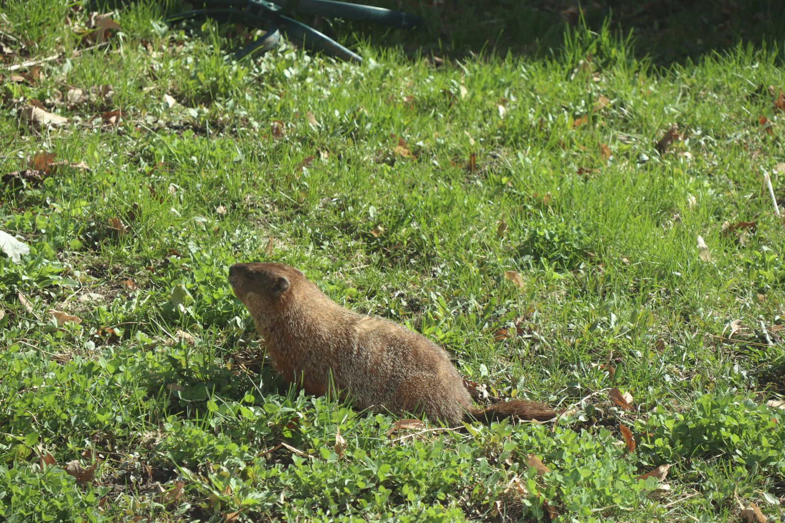 Canon EF-M 18-150mm F3.5-6.3 IS STM sample photo. Groundhog, weeds, animal photography