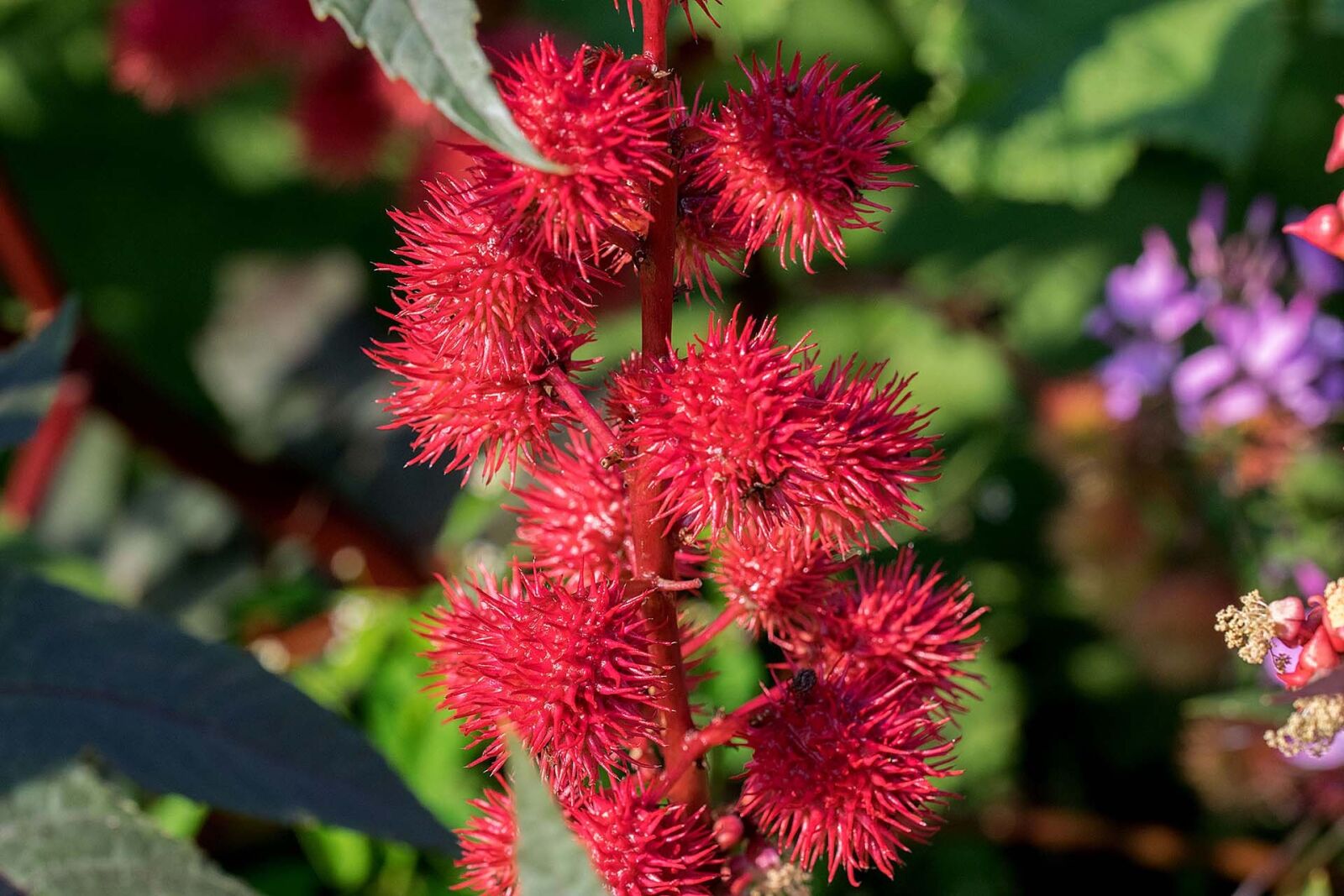 Nikon D5300 sample photo. Flower, blossom, bloom photography